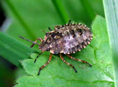 Pentatoma rufipes
